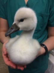 WIC animals